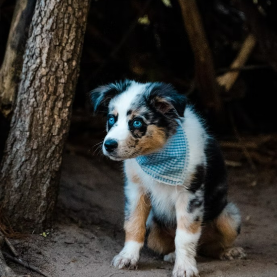 Mini Aussie puppy for sale